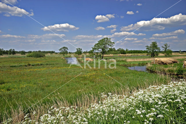 Cow Parsley (Anthriscus sylvestris)