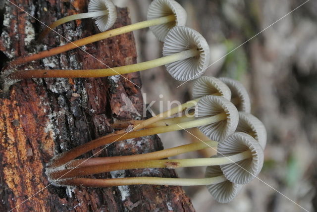 Fraaisteelmycena (Mycena inclinata)