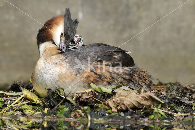 Great Crested Grebe (Podiceps cristatus)