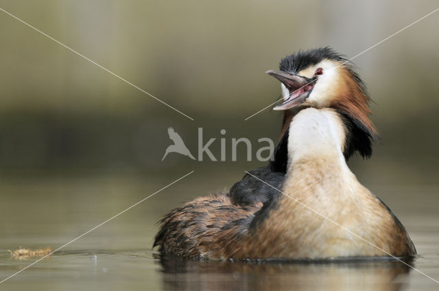 Fuut (Podiceps cristatus)