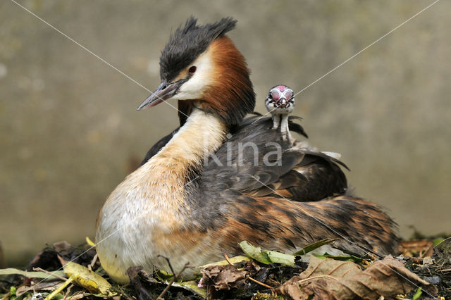 Great Crested Grebe (Podiceps cristatus)