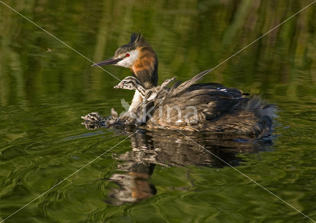 Great Crested Grebe (Podiceps cristatus)