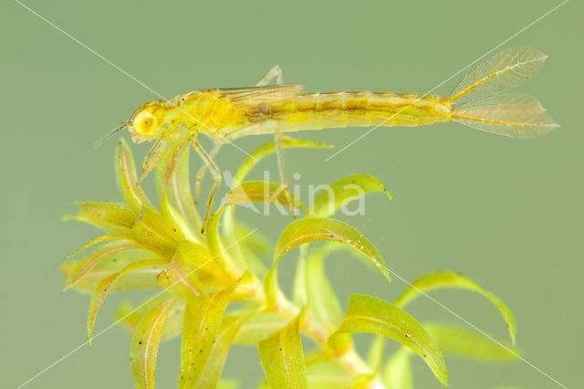 Gaffelwaterjuffer (Coenagrion scitulum)