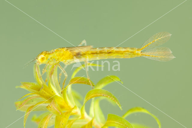 Gaffelwaterjuffer (Coenagrion scitulum)