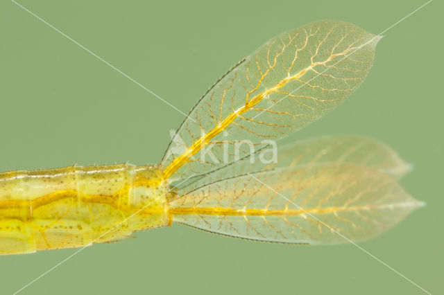 Gaffelwaterjuffer (Coenagrion scitulum)