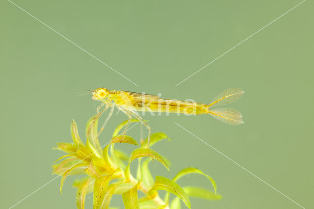 Gaffelwaterjuffer (Coenagrion scitulum)