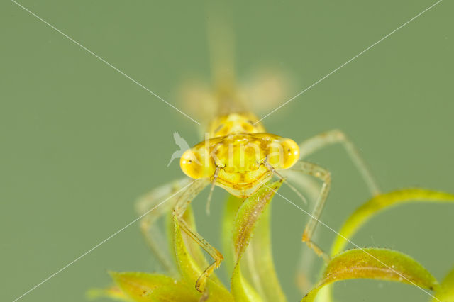 Gaffelwaterjuffer (Coenagrion scitulum)