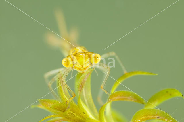 Gaffelwaterjuffer (Coenagrion scitulum)