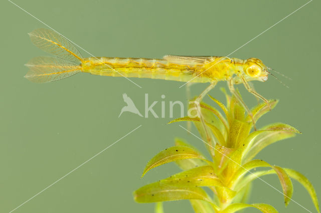 Gaffelwaterjuffer (Coenagrion scitulum)