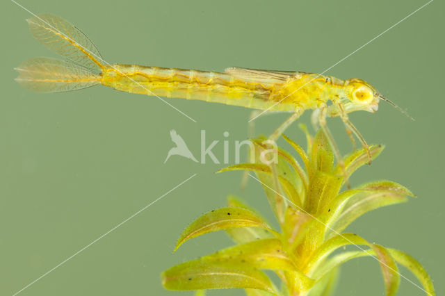 Gaffelwaterjuffer (Coenagrion scitulum)