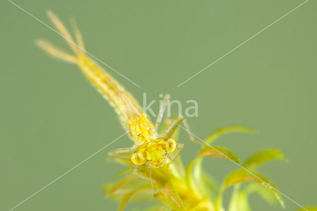 Gaffelwaterjuffer (Coenagrion scitulum)