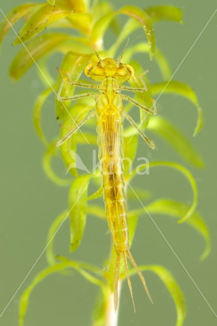 Gaffelwaterjuffer (Coenagrion scitulum)