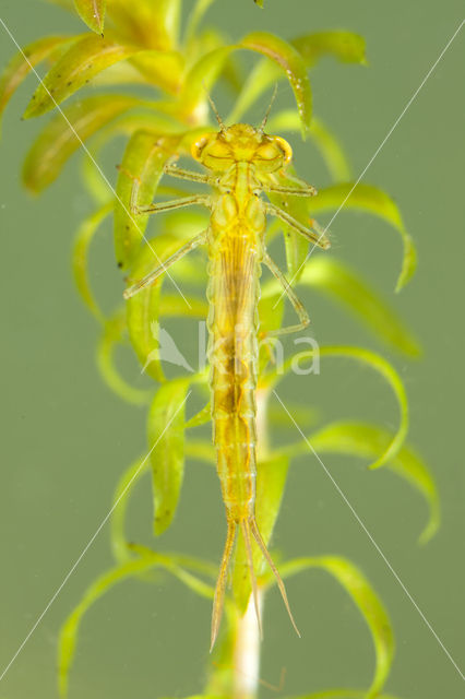 Dainty Damselfly (Coenagrion scitulum)