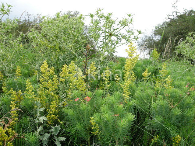 Geel walstro (Galium verum)