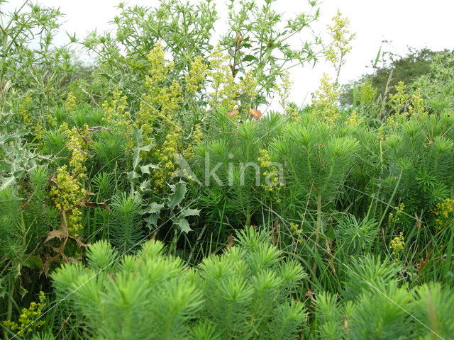 Geel walstro (Galium verum)