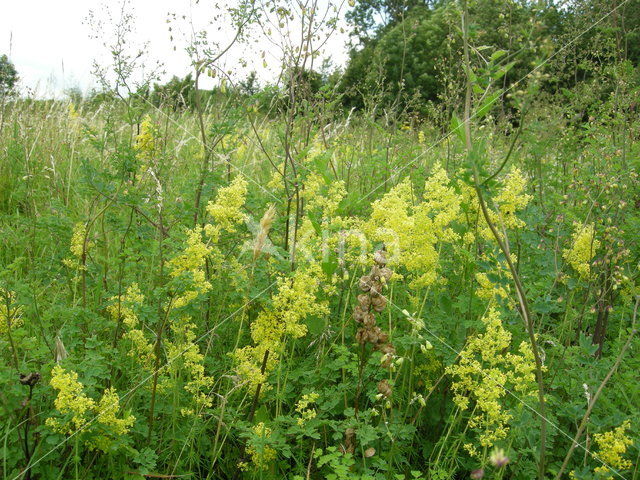 Geel walstro (Galium verum)