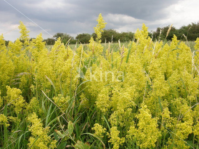 Geel walstro (Galium verum)