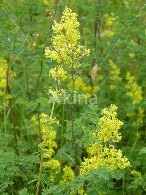 Geel walstro (Galium verum)