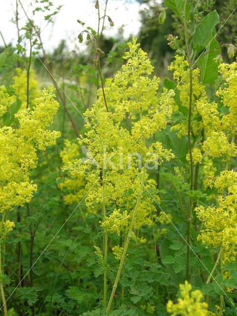 Geel walstro (Galium verum)