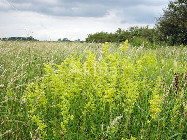 Geel walstro (Galium verum)