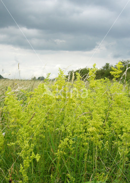 Geel walstro (Galium verum)