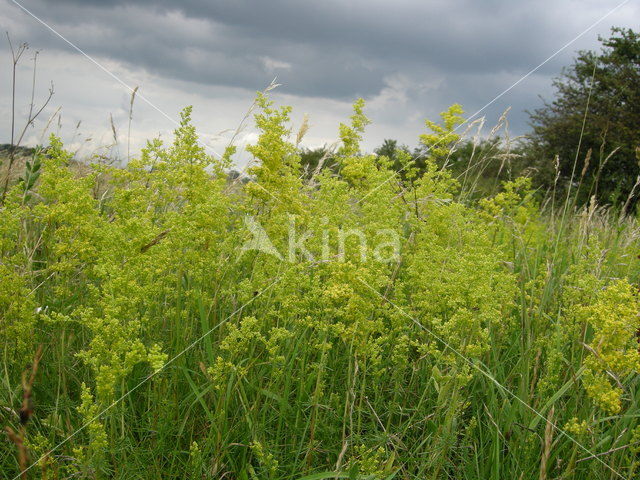 Geel walstro (Galium verum)