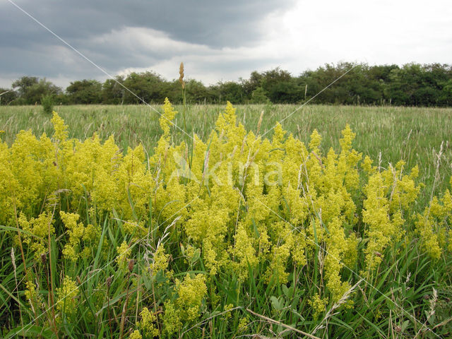 Geel walstro (Galium verum)