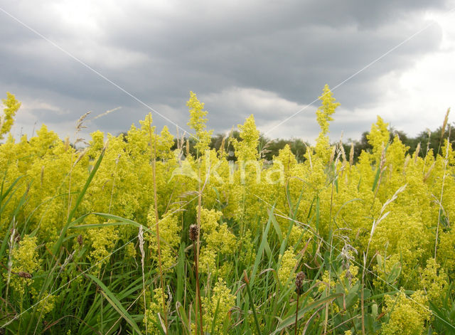 Geel walstro (Galium verum)