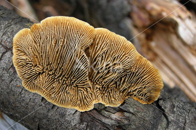 Geelbruine plaatjeshoutzwam (Gloeophyllum sepiarium)