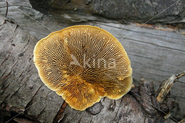 Geelbruine plaatjeshoutzwam (Gloeophyllum sepiarium)