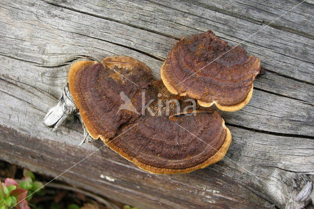 Conifer Mazegill (Gloeophyllum sepiarium)