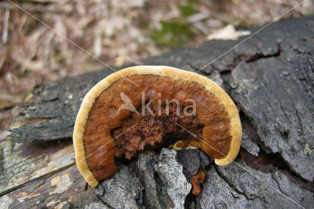 Conifer Mazegill (Gloeophyllum sepiarium)