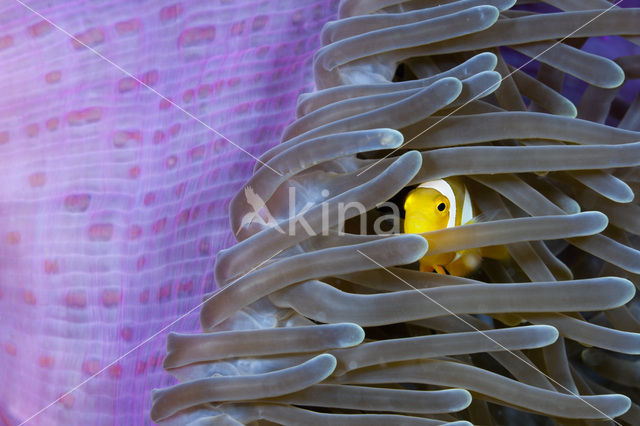 Geelstaart anemoonvis (Amphiprion clarkii)