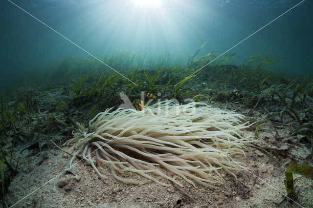 Geelstaart anemoonvis (Amphiprion clarkii)