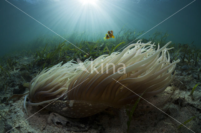 Yellowtail clownfish