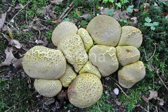 Common Earthball (Scleroderma citrinum)