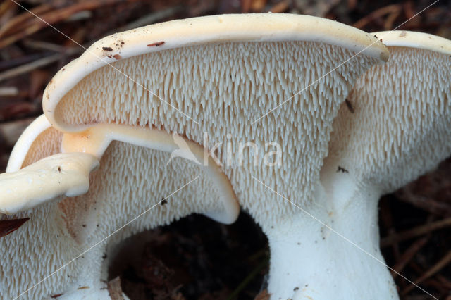 Gele stekelzwam (Hydnum repandum)