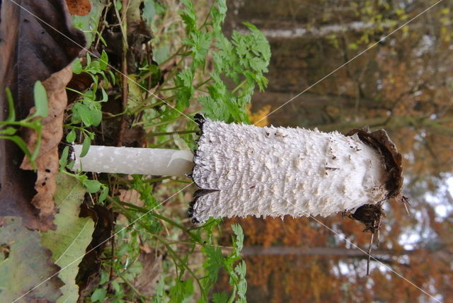 Shaggy Inkcap (Coprinus comatus)