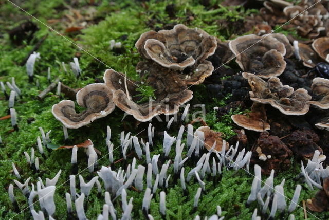 Candle Snuff Fungus (Xylaria hypoxylon)