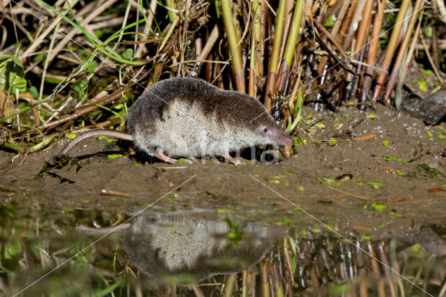 Gewone bosspitsmuis (Sorex araneus)