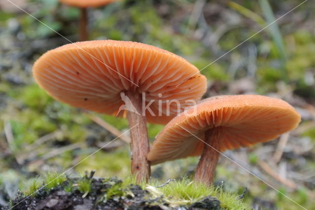 Gewone fopzwam (Laccaria laccata)