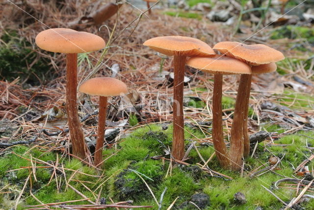 Gewone fopzwam (Laccaria laccata)