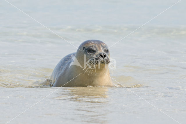 Common Seal (Phoca vitulina)