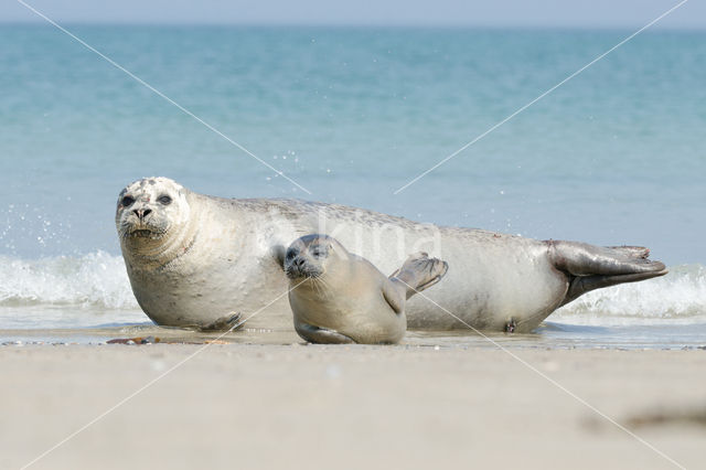 Gewone zeehond (Phoca vitulina)