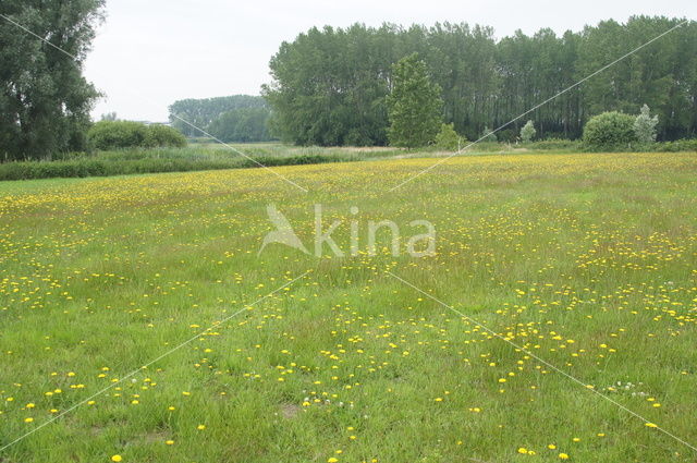 Gewoon biggenkruid (Hypochaeris radicata)