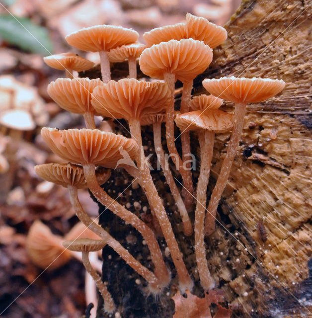 Tubaria furfuracea