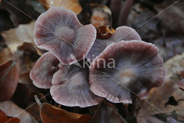 Lilac bonnet (Mycena pura)