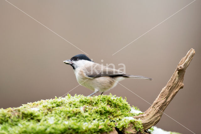 Glanskop (Parus palustris)