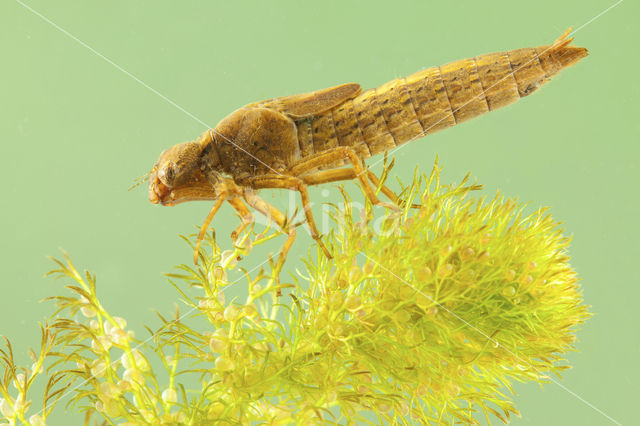 Glassnijder (Brachytron pratense)