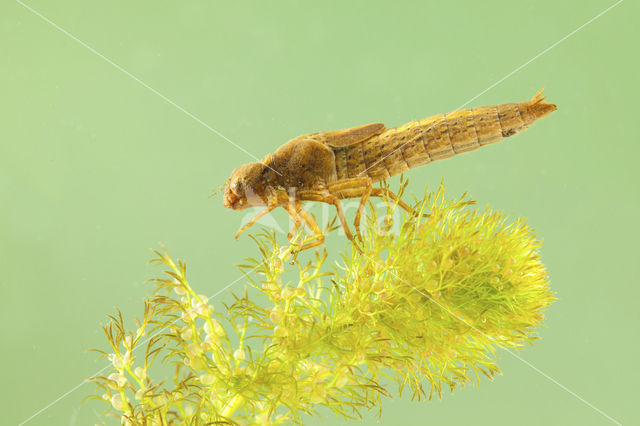 Glassnijder (Brachytron pratense)